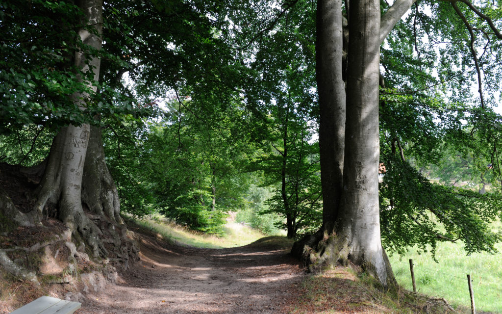 Stora gamla ekar på vägen mellan gästgivaregården och Gamlegård.